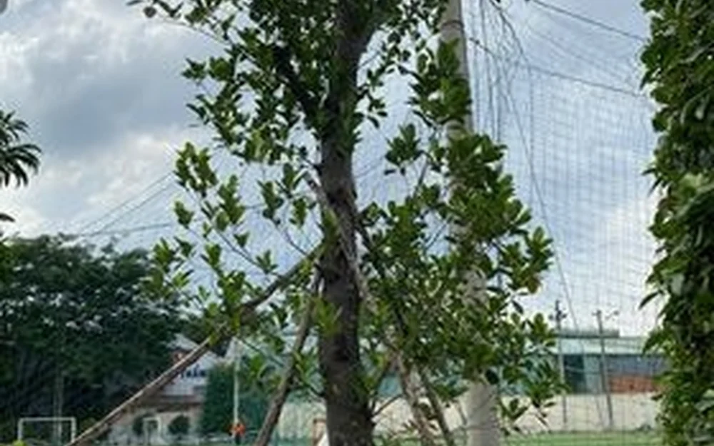 Cách chăm sóc cây mới trồng