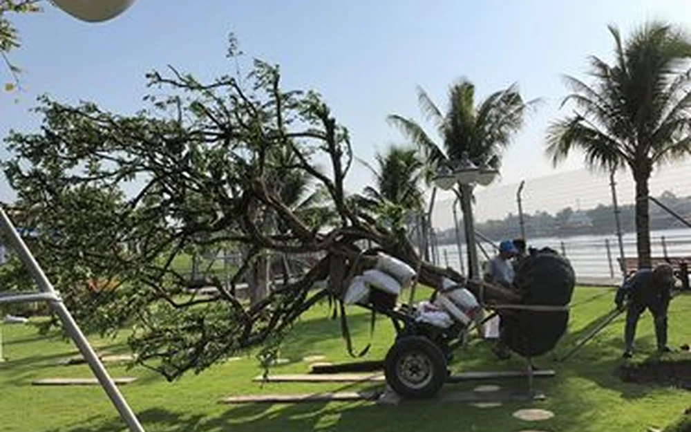 Thiết bị cắt tỉa và mặt bằng ảnh hưởng đến chi phí thực hiện