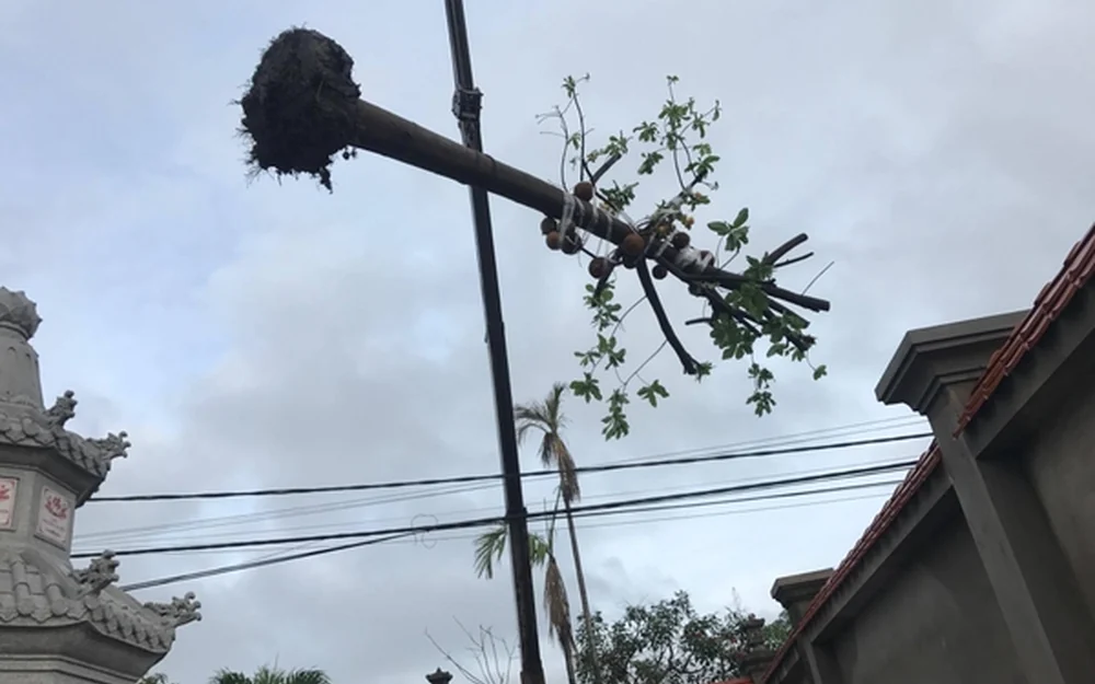 Khi nào nên cắt tỉa cây lớn
