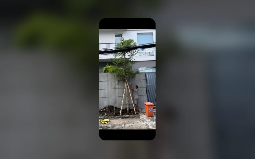 Những lưu ý khi trồng cây gần nhà