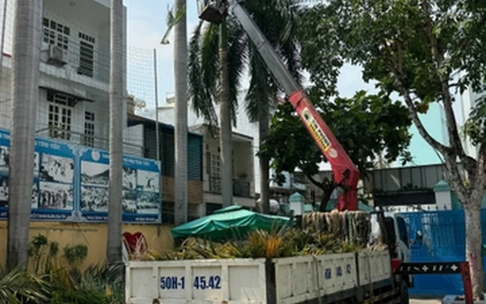Xử lý cây nghiêng có nguy cơ đổ tại TP.HCM