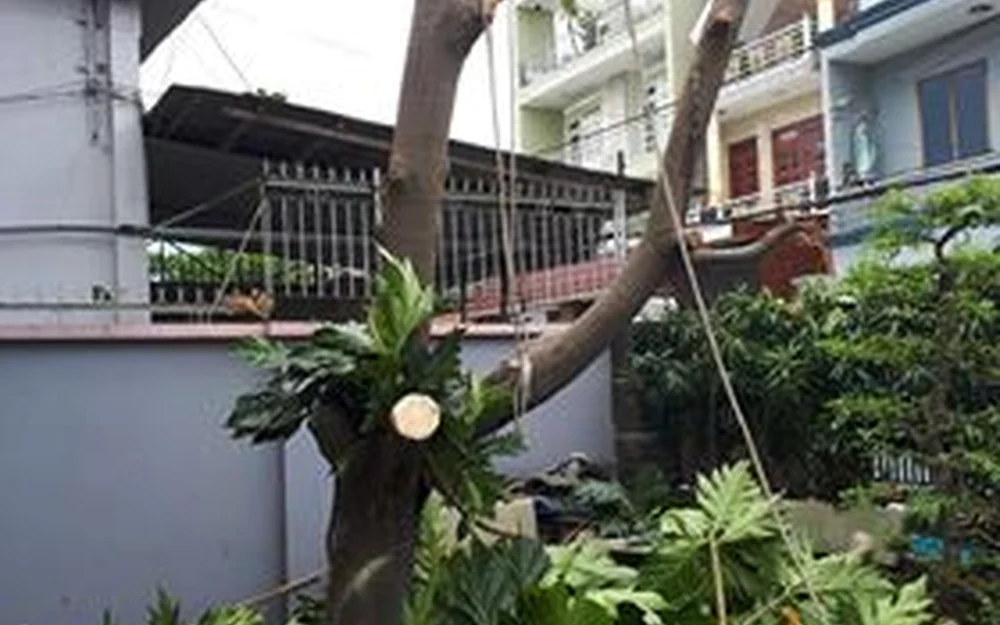 Đội ngũ thi công và chăm sóc cây xanh tại công trình