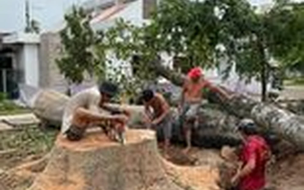 Nhổ gốc và cải tạo mặt bằng