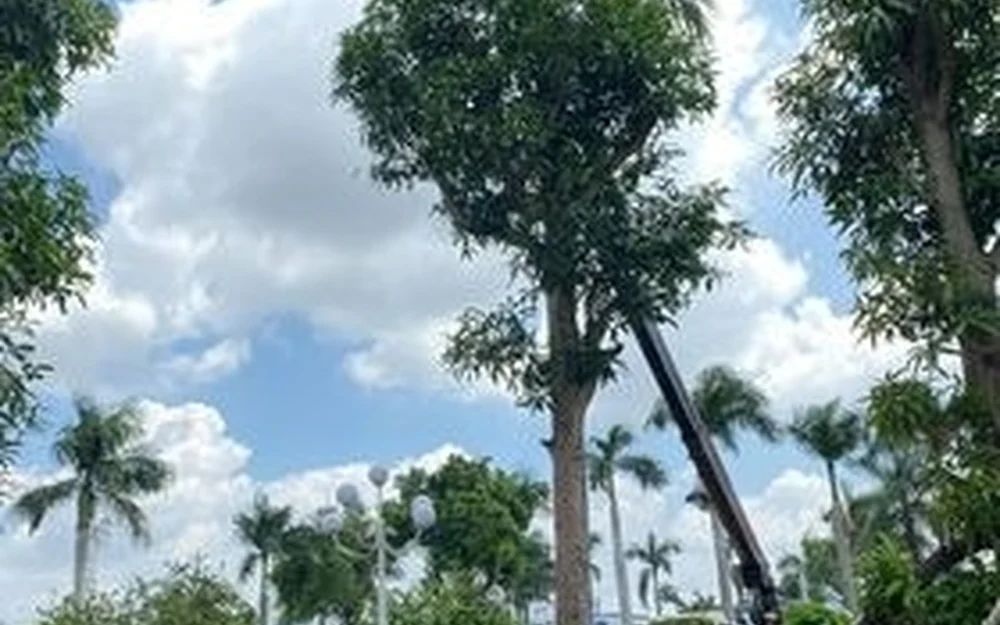 Khảo sát và tư vấn cây nguy hiểm