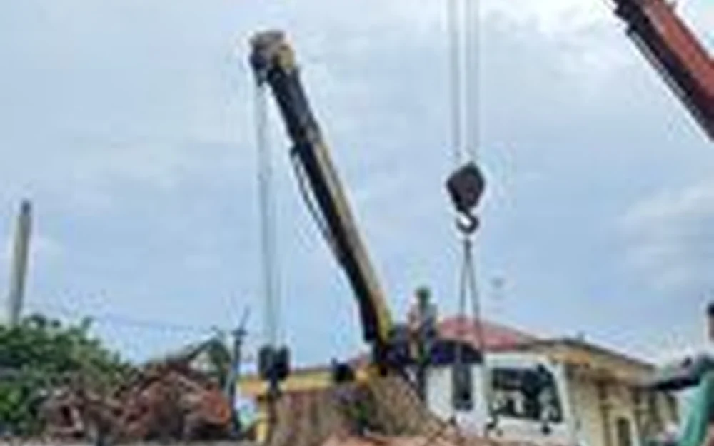 Nhổ gốc cây và di dời cây